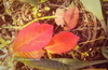 Paeiz93 (2)_resize.JPG